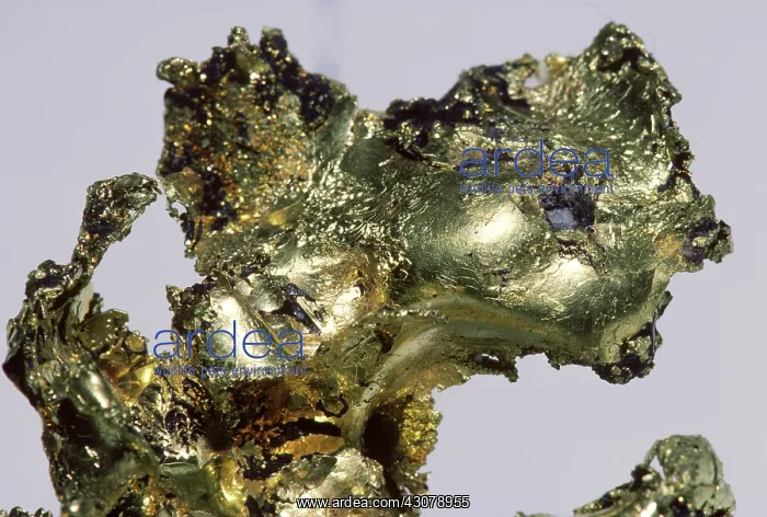  : Gold from Placer County, California