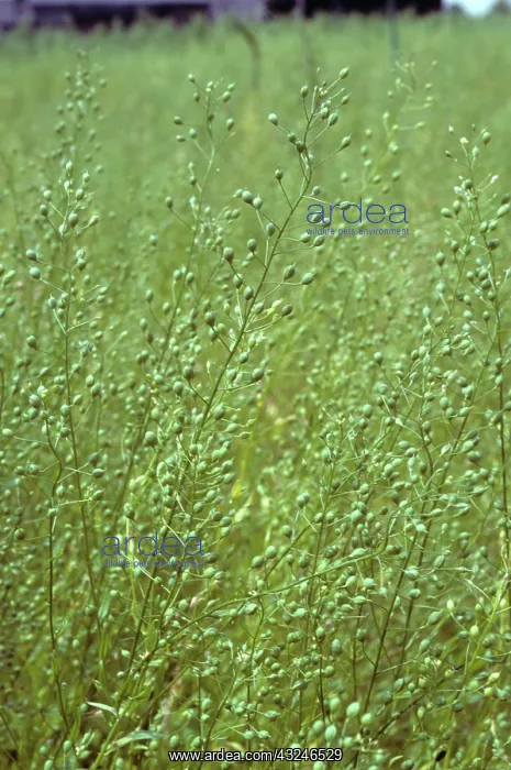 : Gold Of Pleasure (Camelina sativa) crop : Gold Of Pleasure (Camelina sativa) crop