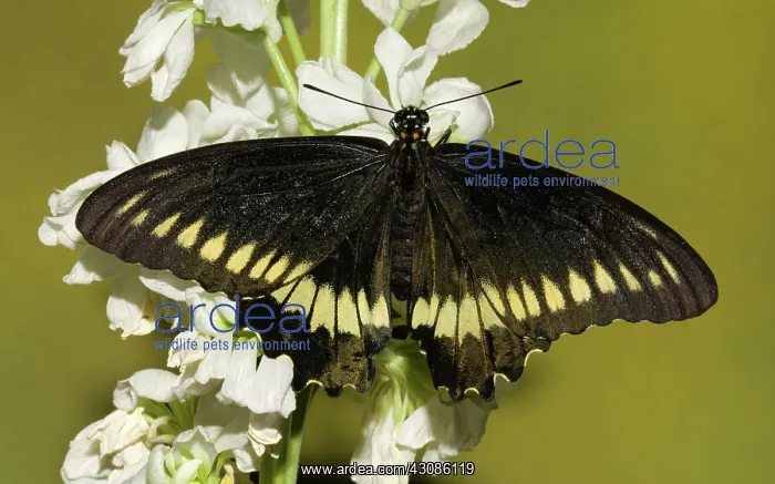 : Gold Rim Swallowtail Butterfly : Gold Rim Swallowtail Butterfly