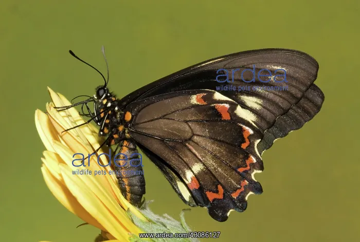 : Gold Rim Swallowtail Butterfly : Gold Rim Swallowtail Butterfly