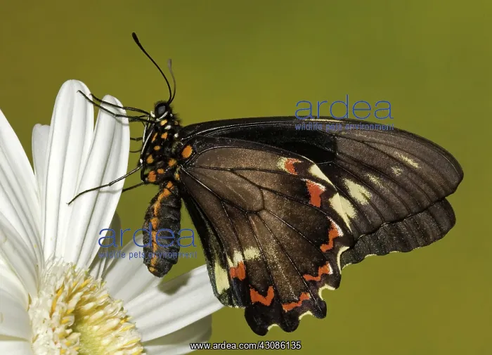 : Gold Rim Swallowtail Butterfly : Gold Rim Swallowtail Butterfly