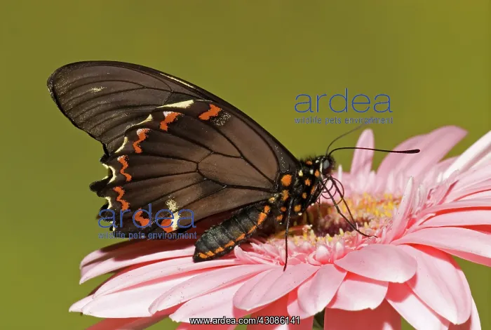 : Gold Rim Swallowtail Butterfly : Gold Rim Swallowtail Butterfly