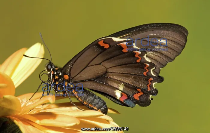 : Gold Rim Swallowtail Butterfly : Gold Rim Swallowtail Butterfly