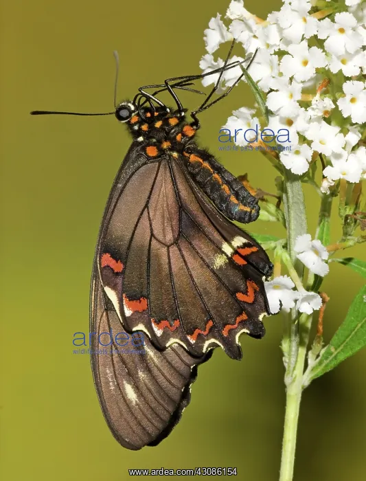 : Gold Rim Swallowtail Butterfly : Gold Rim Swallowtail Butterfly