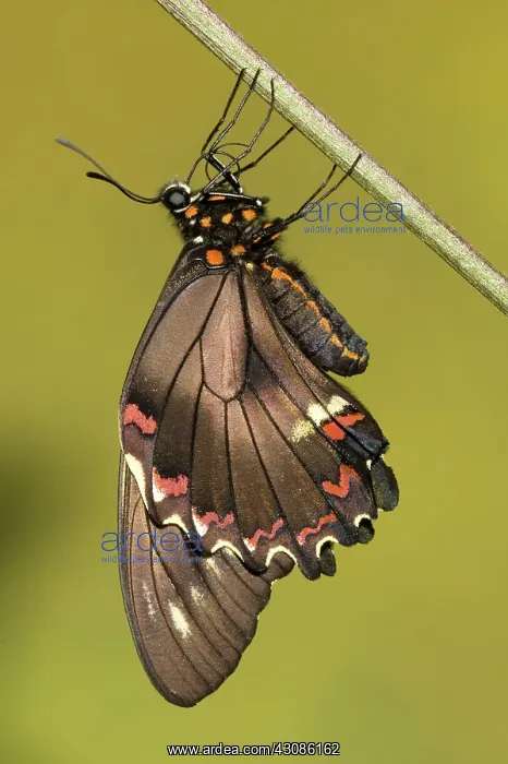: Gold Rim Swallowtail Butterfly : Gold Rim Swallowtail Butterfly
