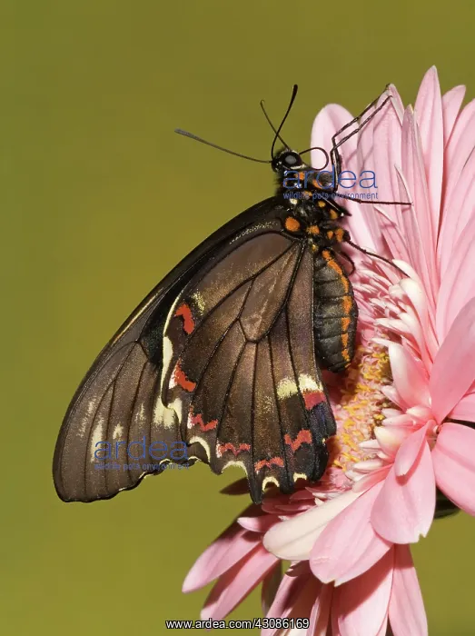 : Gold Rim Swallowtail Butterfly : Gold Rim Swallowtail Butterfly