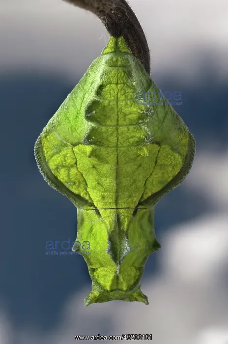 : Gold Rim Swallowtail Chrysalis : Gold Rim Swallowtail Chrysalis