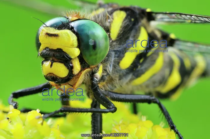 : Gold-Ringed Dragonfly detail : Gold-Ringed Dragonfly detail