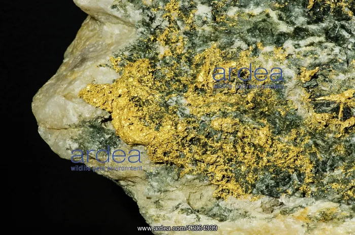 : Gold in Rock : Gold in Rock