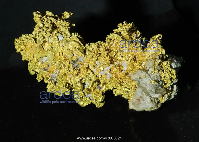 : Gold in Rock : Gold in Rock