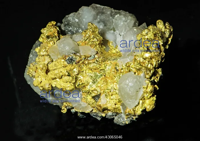 : Gold in Rock : Gold in Rock