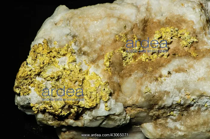 : Gold in Rock : Gold in Rock