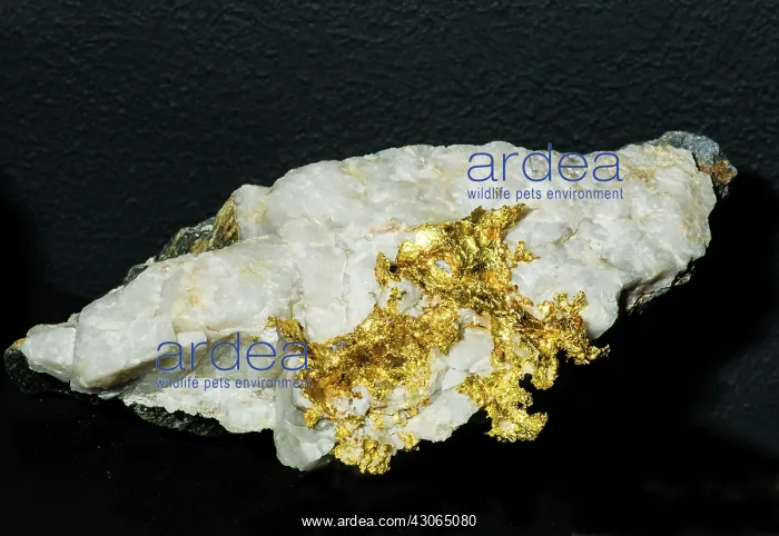 : Gold in Rock : Gold in Rock