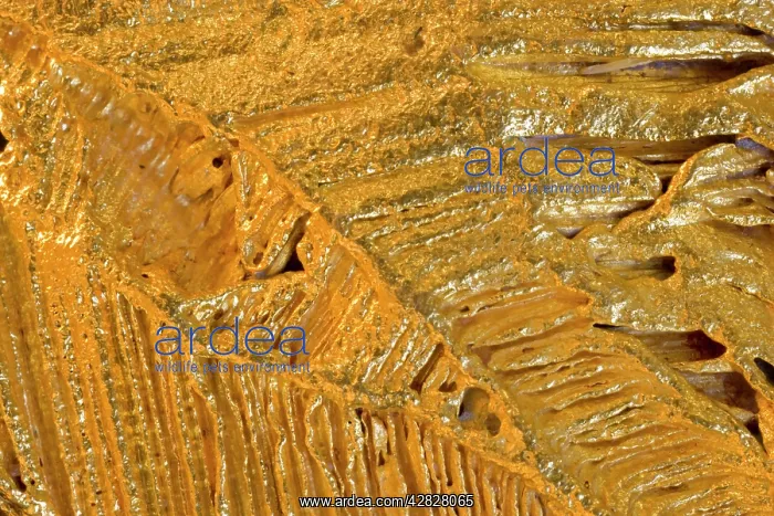: Gold Specimen : Gold Specimen