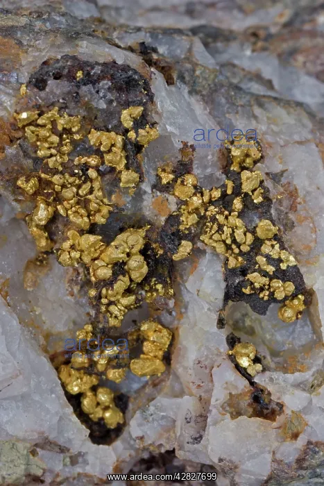 : Gold Specimen - Bendigo : Gold Specimen - Bendigo