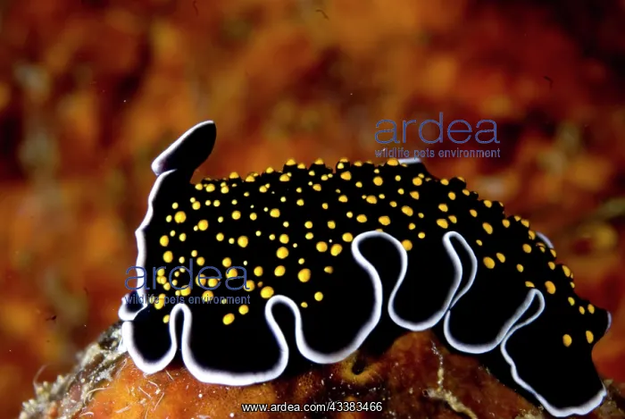 : Gold-speckled Flatworm : Gold-speckled Flatworm