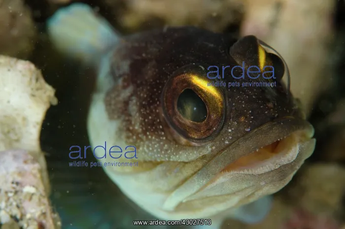 : Gold-specs Jawfish : Gold-specs Jawfish