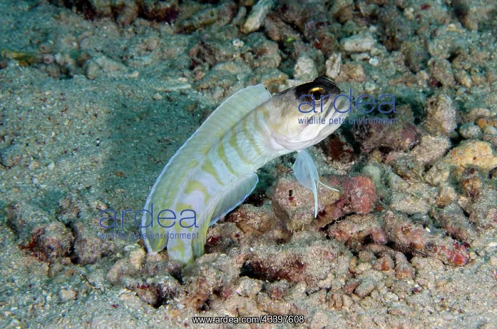 : Gold-specs Jawfish : Gold-specs Jawfish