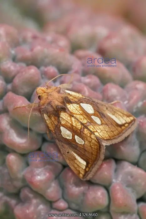 : Gold Spot Moth - Norfolk UK : Gold Spot Moth - Norfolk UK