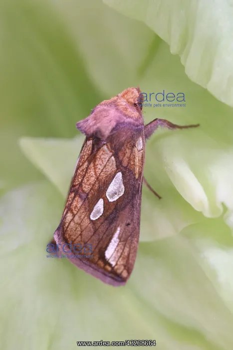 : Gold Spot Moth - Norfolk UK : Gold Spot Moth - Norfolk UK
