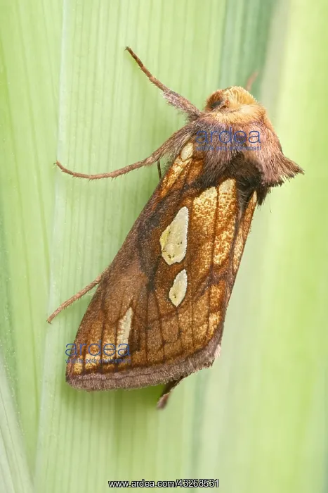  : Gold Spot Moth on Yellow Iris - Norfolk UK