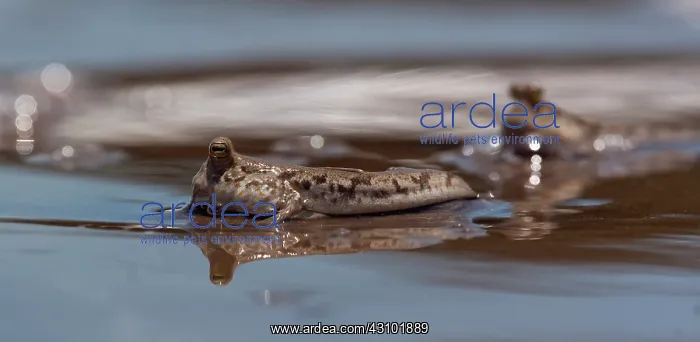 : Gold-spotted Mudskipper : Gold-spotted Mudskipper