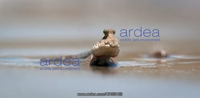 : Gold-spotted Mudskipper : Gold-spotted Mudskipper
