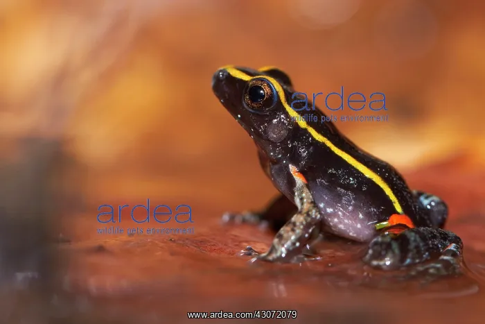 : Gold-striped Frog (Lithodytes lineatus, ex Leptodactylus : Gold-striped Frog (Lithodytes lineatus, ex Leptodactylus