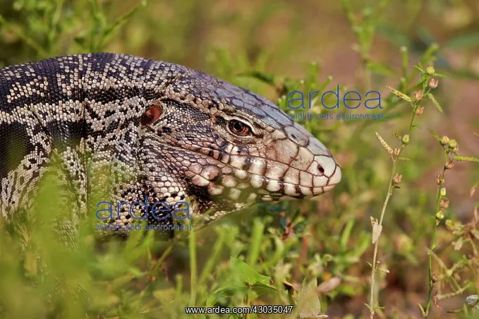 : Gold Tegu also known as Golden tegu / Common tegu : Gold Tegu also known as Golden tegu / Common tegu