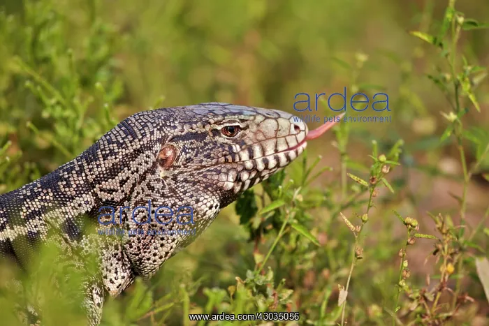 : Gold Tegu also known as Golden tegu / Common tegu : Gold Tegu also known as Golden tegu / Common tegu