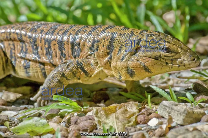 : Gold Tegu Lizard - close up : Gold Tegu Lizard - close up
