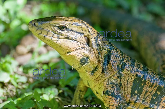 : Gold Tegu Lizard - close up of head : Gold Tegu Lizard - close up of head