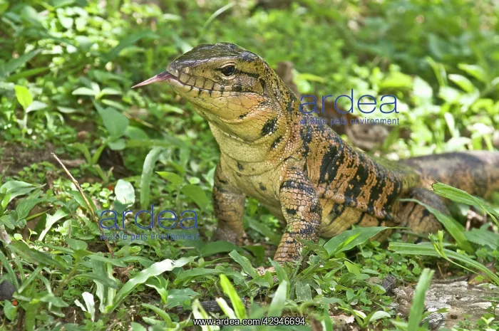 : Gold Tegu Lizard - close up of head with tongue out : Gold Tegu Lizard - close up of head with tongue out