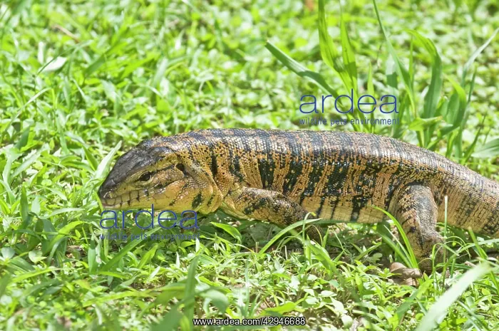 : Gold Tegu Lizard - Head and body : Gold Tegu Lizard - Head and body