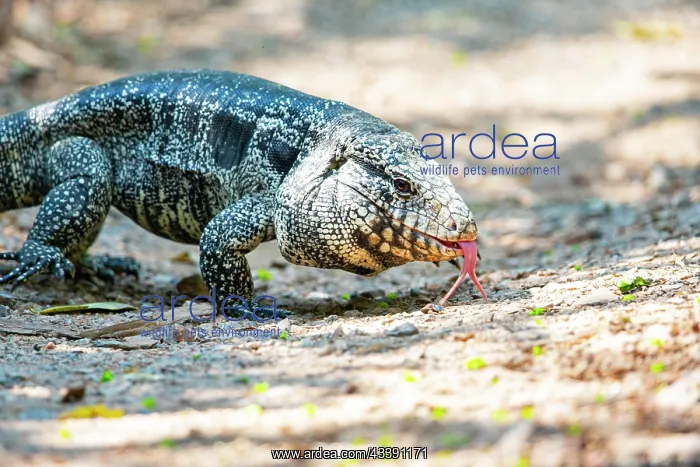 : Gold tegu (Tupinambus teguixin) Pantanal Brazil : Gold tegu (Tupinambus teguixin) Pantanal Brazil