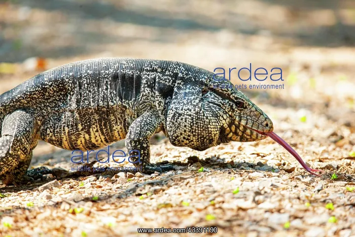 : Gold tegu (Tupinambus teguixin) Pantanal Brazil : Gold tegu (Tupinambus teguixin) Pantanal Brazil