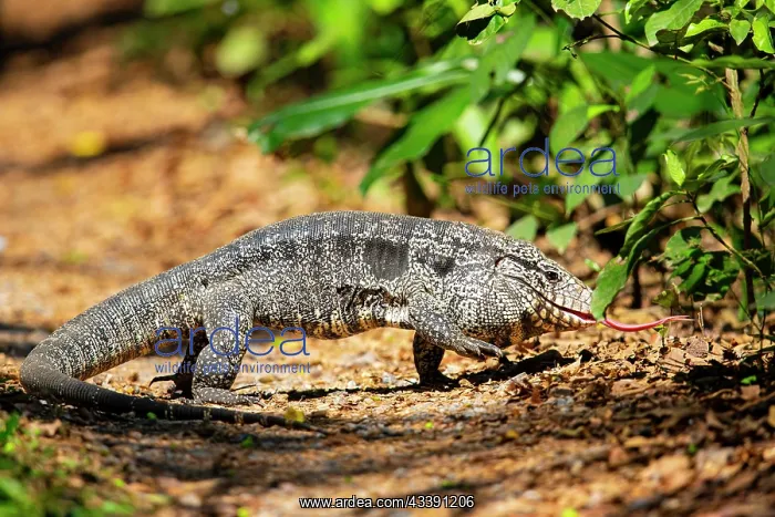 : Gold tegu (Tupinambus teguixin) Pantanal Brazil : Gold tegu (Tupinambus teguixin) Pantanal Brazil