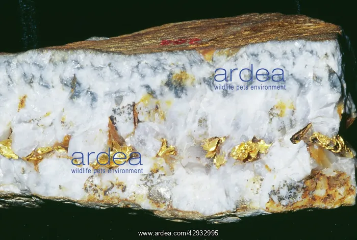 : GOLD vein - with leaf gold. Au : GOLD vein - with leaf gold. Au