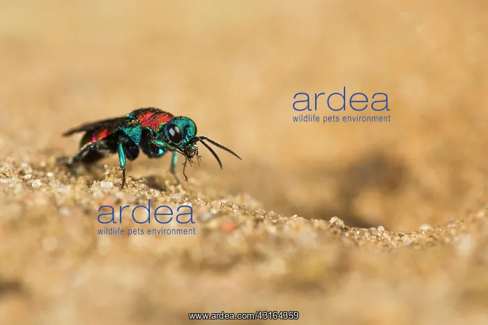: Gold Wasp. Cuckoo Wasp (Hedychrum nobile) sitting next to a nesthole : Gold Wasp. Cuckoo Wasp (Hedychrum nobile) sitting next to a nesthole