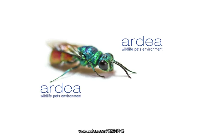: Gold Wasp : Gold Wasp