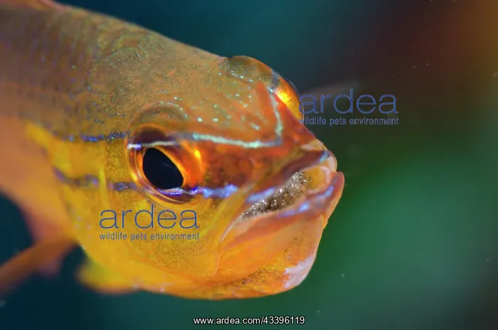 : Goldbelly Cardinalfish with eggs : Goldbelly Cardinalfish with eggs