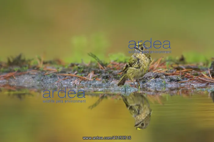  : Goldcrest (Regulus regulus) take a bath in autumn colers background