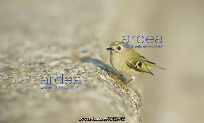 : Goldcrest (regulus regulus) sitting on a concrete wall : Goldcrest (regulus regulus) sitting on a concrete wall