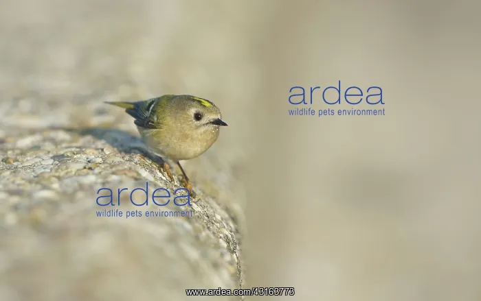 : Goldcrest (regulus regulus) sitting on a concrete wall : Goldcrest (regulus regulus) sitting on a concrete wall