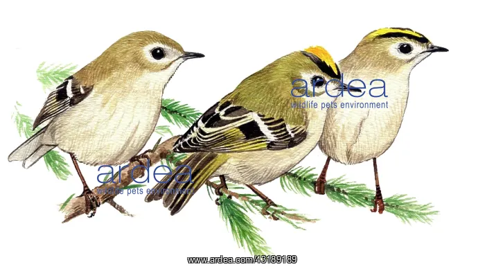 : Goldcrest (Regulus regulus) male middle, female right and juvenile left : Goldcrest (Regulus regulus) male middle, female right and juvenile left