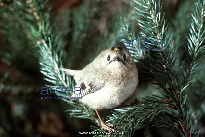 : GOLDCREST : GOLDCREST