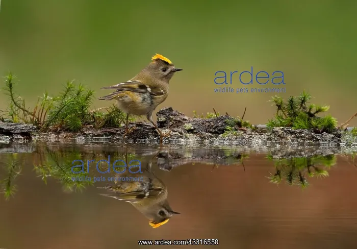 : Goldcrest. The goldcrest (Regulus regulus) near by a small pond : Goldcrest. The goldcrest (Regulus regulus) near by a small pond