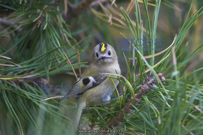 : Goldcrest - adult bird - Sweden : Goldcrest - adult bird - Sweden