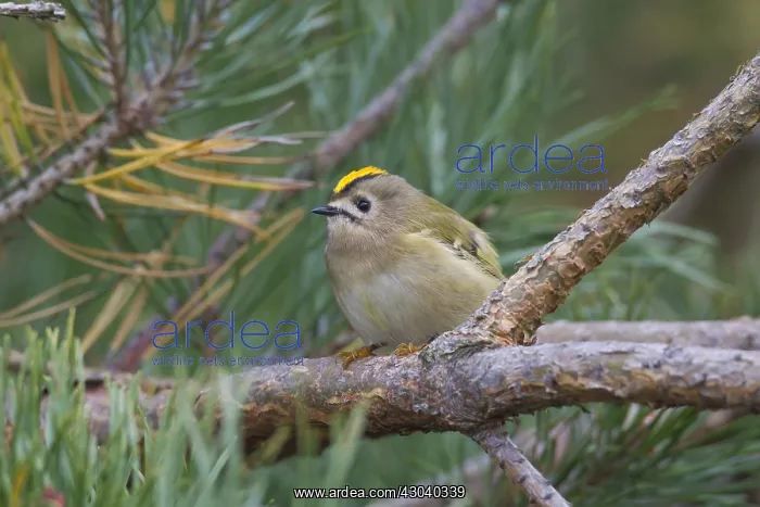 : Goldcrest - adult bird - Sweden : Goldcrest - adult bird - Sweden