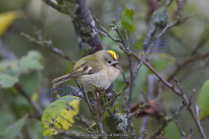  : Goldcrest - adult bird - Sweden